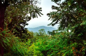 Googles Antwort auf den Energiehunger der KI: Wiederaufforstung