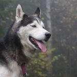 Wie Menschen und Hunde gemeinsam Eurasien eroberten