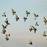 Magnetsinn: Tauben haben eingebautes biologisches GPS