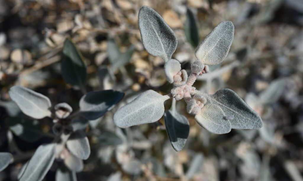 Detailaufnahme von Tidestromia oblongifolia: Die Blätter dieser Wüstenpflanze bleiben auch bei über 50 Grad grün. © Wikimedia