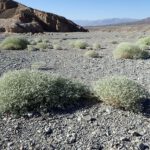 Hitze: Death-Valley-Pflanze wächst schneller, je heißer es wird