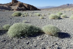 Hitze: Death-Valley-Pflanze wächst schneller, je heißer es wird