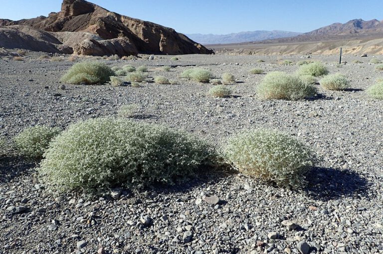 Hitze: Death-Valley-Pflanze wächst schneller, je heißer es wird