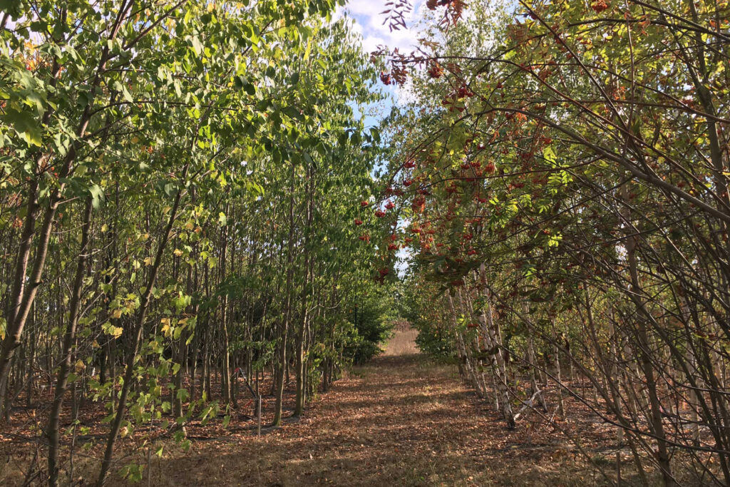 Forscher zeigen: Nur mit Artenvielfalt trotzen Wälder der Dürre
