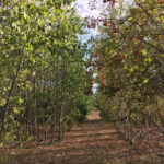 Forscher zeigen: Nur mit Artenvielfalt trotzen Wälder der Dürre