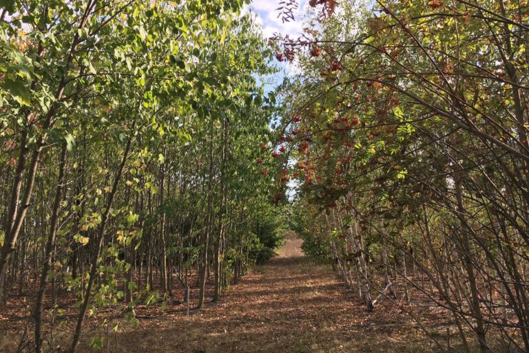 Forscher zeigen: Nur mit Artenvielfalt trotzen Wälder der Dürre