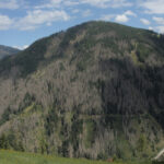 Insekten treiben die Baumsterblichkeit in Europa in die Höhe – neue Daten zeigen massive Schäden in Nadelwäldern.