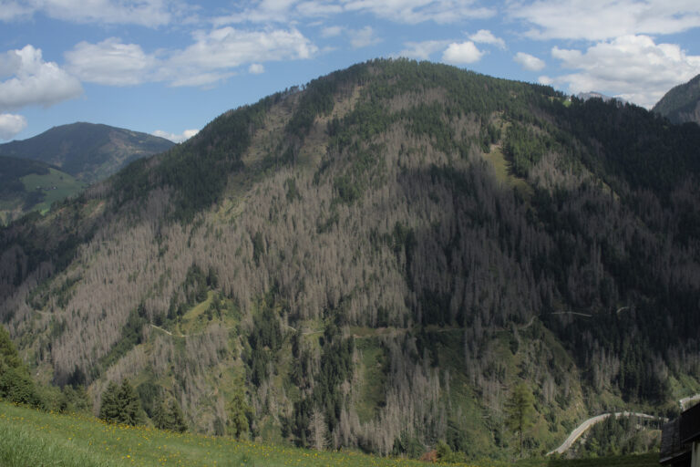 Insekten treiben die Baumsterblichkeit in Europa in die Höhe – neue Daten zeigen massive Schäden in Nadelwäldern.