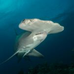 Rückkehr der Hammerhaie – neuer Nachweis per DNA