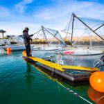 CO₂-Entfernung im Ozean – Hoffnung und Risiko zugleich