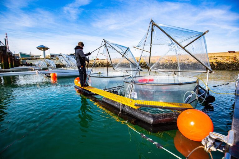 CO₂-Entfernung im Ozean – Hoffnung und Risiko zugleich