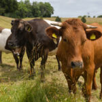 Mikroplastik bringt Rinder-Verdauung aus dem Gleichgewicht