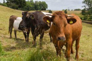 Mikroplastik bringt Rinder-Verdauung aus dem Gleichgewicht