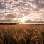 Hoher Preis der Klimakühlung: Lebensmittel verlieren Nährstoffe