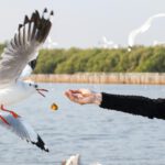 Dieser Tonfall hält Möwen vom Essen ab