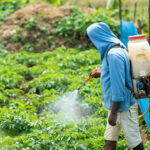 Unfruchtbar durch Pestizide: Obst-Rückstände greifen Spermien an