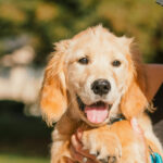 Golden-Retriever-Gene zeigen erstaunliche Nähe zum Menschen