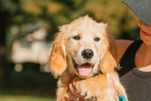 Golden-Retriever-Gene zeigen erstaunliche Nähe zum Menschen