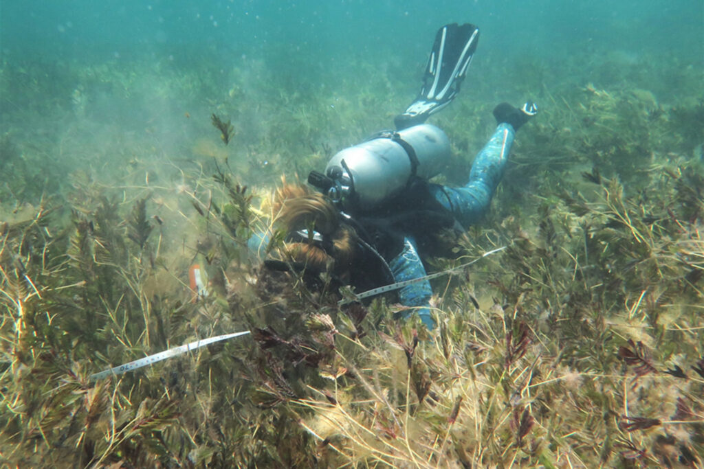 Vergessene CO₂-Speicher: Seegraswiesen schlagen viele Wälder