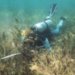 Vergessene CO₂-Speicher: Seegraswiesen schlagen viele Wälder