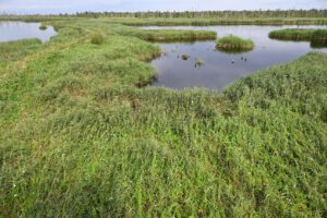 Ein wiedervernässtes Moor im Anklamer Stadtbruch