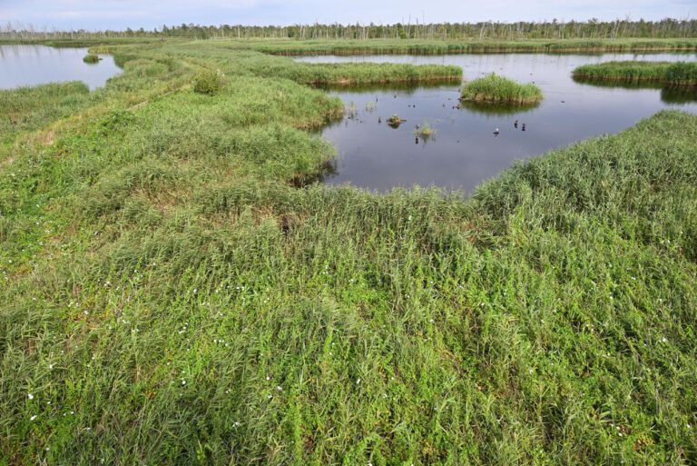Ein wiedervernässtes Moor im Anklamer Stadtbruch