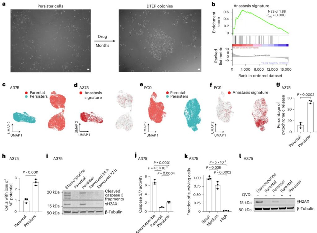 Mikroskopische Aufnahmen zeigen, wie einige Krebszellen die Behandlung überstehen: Während die meisten absterben, bleiben einzelne Zellen aktiv und reparieren sich selbst. In roten Markierungen sind jene Zellen sichtbar, die ein typisches „Überlebensprogramm“ aktivieren – sie schalten ihr Todes-Enzym nur teilweise ein. Messungen der Mitochondrien und Enzymaktivitäten belegen: Diese sogenannten Persister-Zellen befinden sich in einem Zwischenzustand zwischen Leben und Tod – genug, um der Therapie zu entkommen und später wieder zu wachsen. © Studie