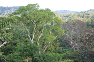 Amazonas-Regenwald