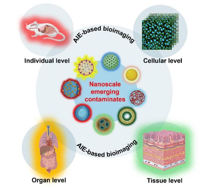 Wenn Unsichtbares zu leuchten beginnt: Neue Bildgebung macht erstmals sichtbar, wie nanoskalige Schadstoffe sich im Körper bewegen und anreichern. © Neng Yan, Alessandro Parodi, Fei Dang & Jianbo Shi
