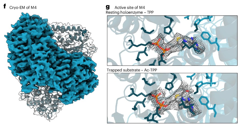 Ein Blick ins Innere des Enzyms: Die Abbildung zeigt, wie ein zentrales Hilfsmolekül im aktiven Zentrum sitzt und dort die chemische Umwandlung Schritt für Schritt ermöglicht. © Studie