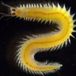 Meereswurm Platynereis dumerilii