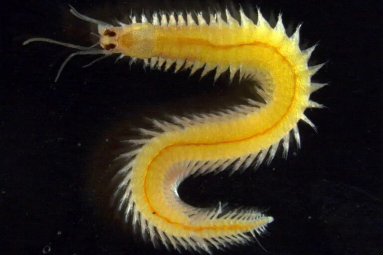 Meereswurm Platynereis dumerilii