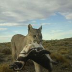 Ein Puma hat einen Pinguin im Maul.