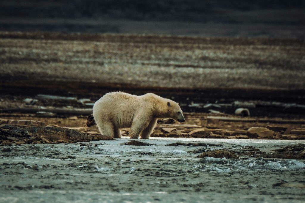 Ein Eisbär in einem Fluss