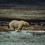 Ein Eisbär in einem Fluss