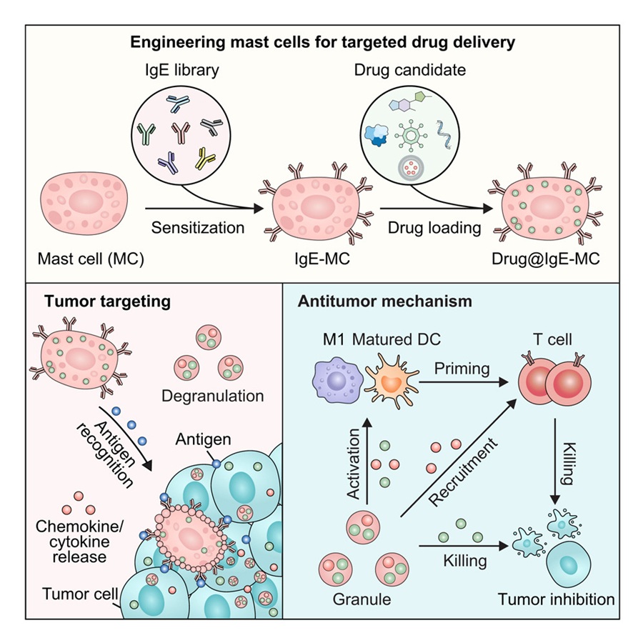 So wird aus Allergie eine gezielte Krebsabwehr: Mit IgE beladene Mastzellen erkennen Tumore wie Allergene, bringen onkolytische Viren direkt ins Gewebe und verstärken dort die Immunreaktion. © Studie