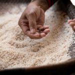 Reiskörner in der Hand