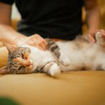 Katzen wird gestreichelt