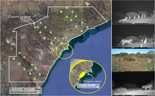 Kamerafallen im Nationalpark Monte León zeigen, wo sich die Wege von Pumas und Pinguinen kreuzen: Die gelb markierte Kolonie an der Küste wurde zum festen Anziehungspunkt für die Raubkatzen. © Studie