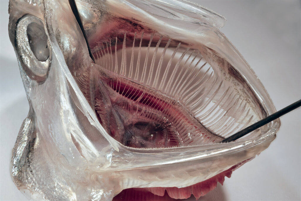 Im Inneren des Mauls dieser Sardelle werden Planktonpartikel durch das Kiemenreusensystem zurückgehalten.