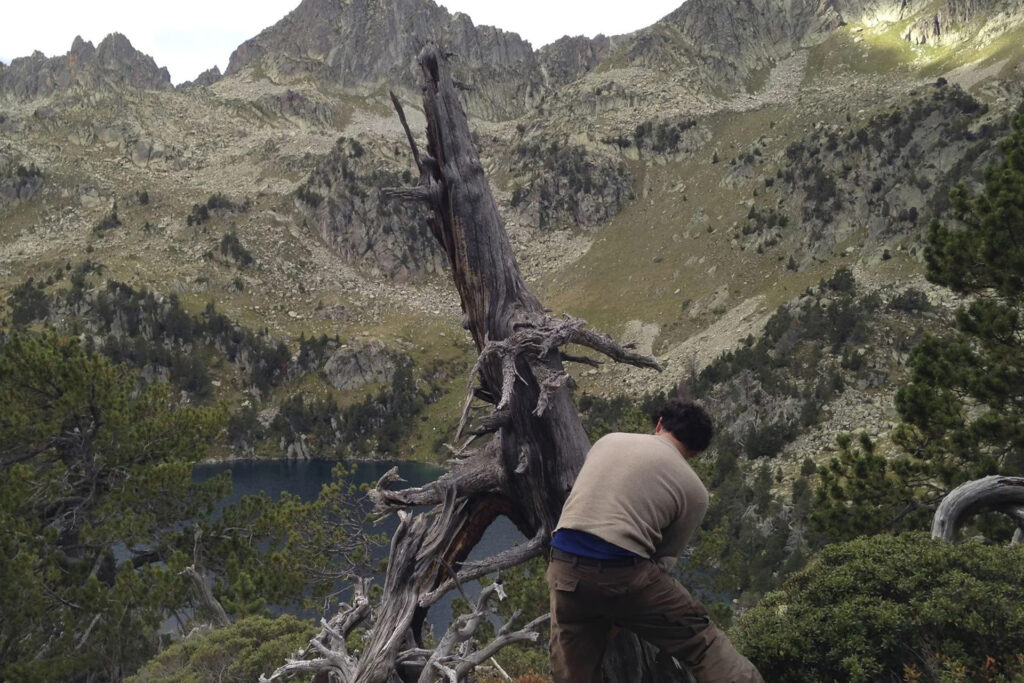 Professor Ulf Büntgen entnimmt Baumringproben in den Pyrenäen. © University of Cambridge