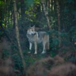 Bild eines Wolfs
