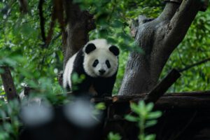 Pandabär im Wald