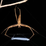 Aufnahme einer Spinne mit ihrem Netz.