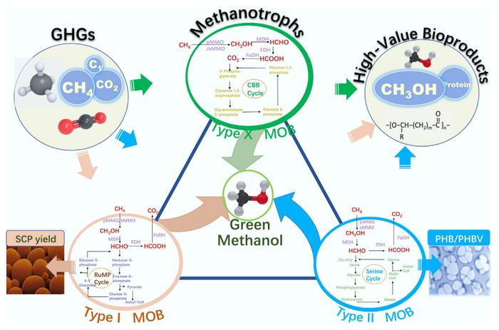Methanotrophe Bakterien ermöglichen es, klimaschädliche Treibhausgase gezielt abzubauen.