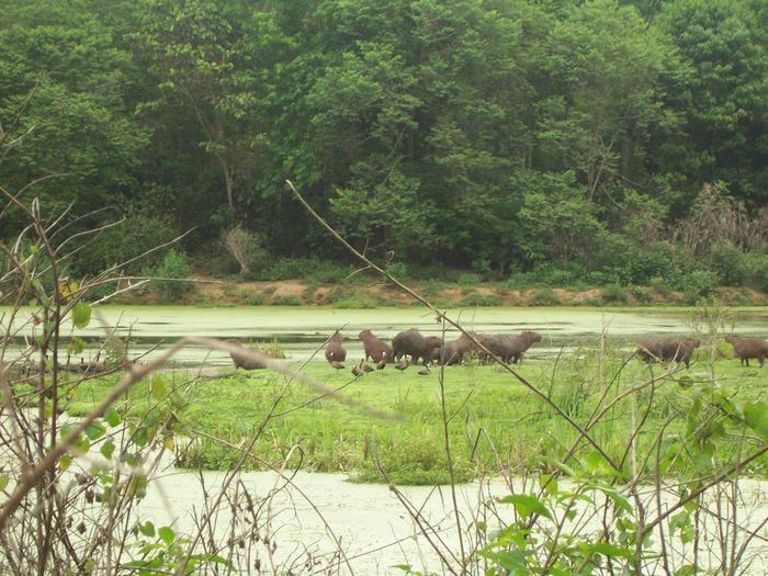 In der Reserva Ecológica do Guapiaçu landen Mücken häufiger beim Menschen – nicht aus Vorliebe, sondern weil andere Wirte fehlen. © Cecilia Ferreira de Mello