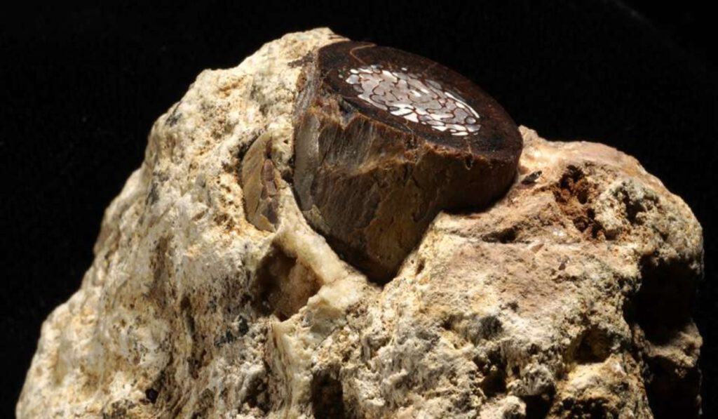 Winzige Stoffwechselprodukte in fossilen Tierknochen wirken wie chemische Zeitkapseln: Sie liefern belastbare Hinweise auf Klima, Landschaften und Krankheitsrisiken der Umwelt, in der frühe Menschen lebten.