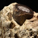 Winzige Stoffwechselprodukte in fossilen Tierknochen wirken wie chemische Zeitkapseln: Sie liefern belastbare Hinweise auf Klima, Landschaften und Krankheitsrisiken der Umwelt, in der frühe Menschen lebten.