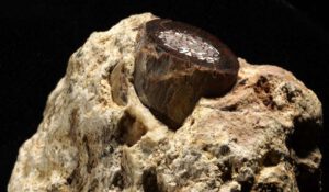 Winzige Stoffwechselprodukte in fossilen Tierknochen wirken wie chemische Zeitkapseln: Sie liefern belastbare Hinweise auf Klima, Landschaften und Krankheitsrisiken der Umwelt, in der frühe Menschen lebten.