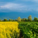 Ein Feld in der Sonne